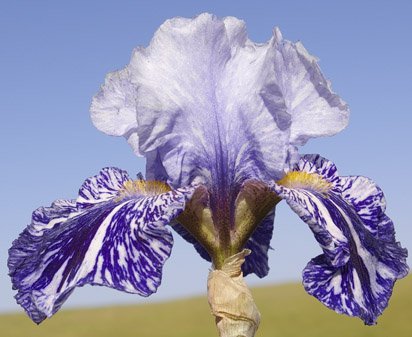 Millennium Falcon - fragrant reblooming tall bearded Iris