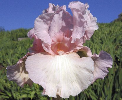 Mimi - fragrant reblooming tall bearded Iris