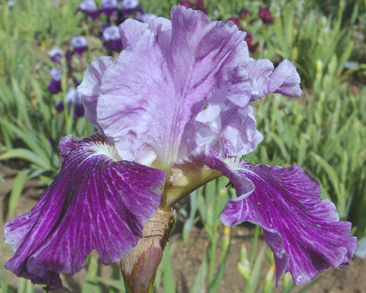 Mind Reader - fragrant tall bearded Iris