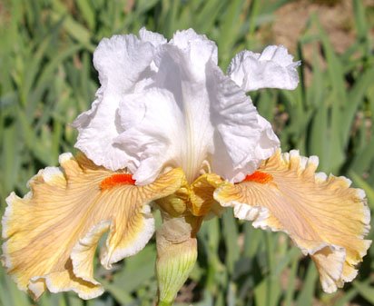 Mind's Eye - fragrant tall bearded Iris