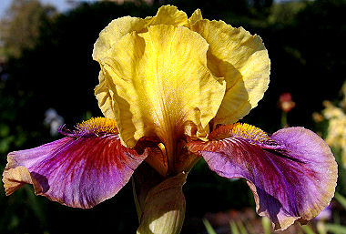 Mini Big Horn - Intermediate bearded Iris