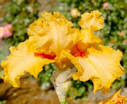 Minneola - fragrant reblooming border bearded Iris