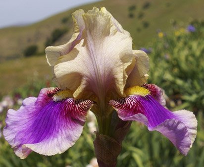 Miss Nellie - border bearded Iris