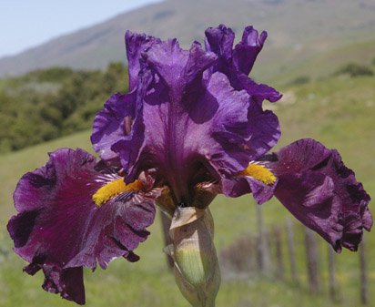 Miss Piggy - fragrant tall bearded Iris