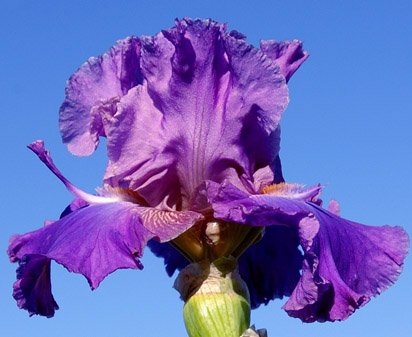 Mission Impossible - fragrant tall bearded Iris