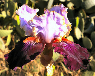 Missouri Fantasy - tall bearded Iris