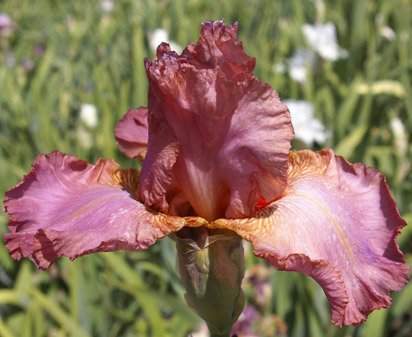Missouri Rose - fragrant tall bearded Iris