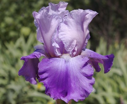 Misty Lady - fragrant reblooming tall bearded Iris