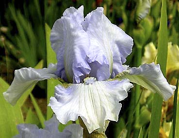 Misty Twilight - fragrant reblooming tall bearded Iris