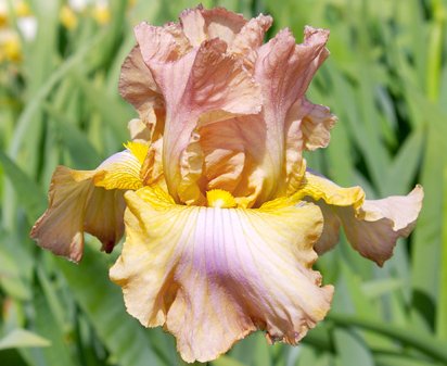 Miz Mary - tall bearded Iris