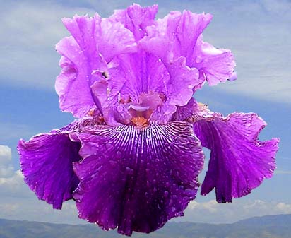 Mo-Town Sister - fragrant tall bearded Iris