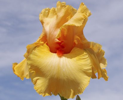 Montevideo - reblooming tall bearded Iris