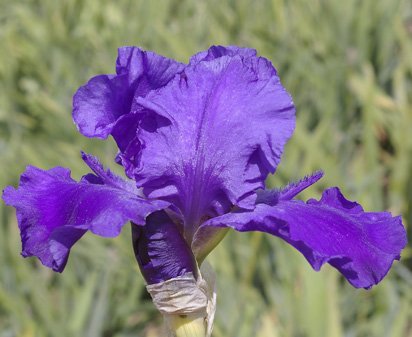 Monty's Sweet Blue - fragrant reblooming tall bearded Iris
