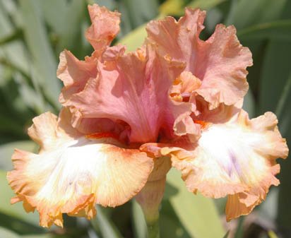 Mood Swing - reblooming tall bearded Iris