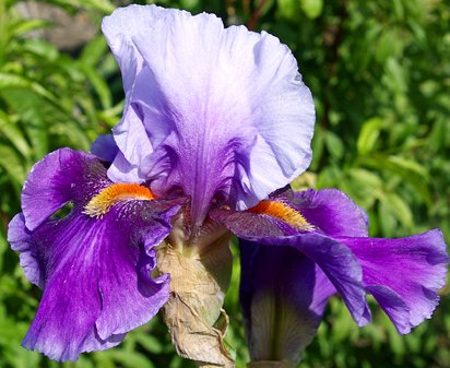 Moomba - tall bearded Iris