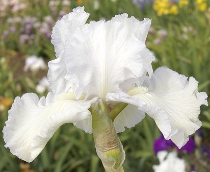 Mother Marshmallow - fragrant tall bearded Iris
