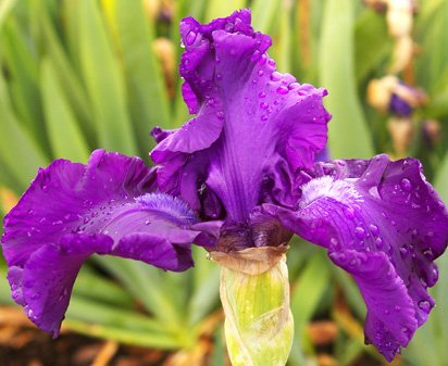 Mountain Majesty - tall bearded Iris