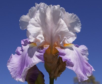 Mountain Violet - reblooming tall bearded Iris