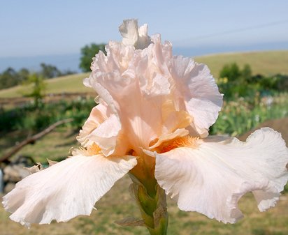 Muchas Gracias - tall bearded Iris