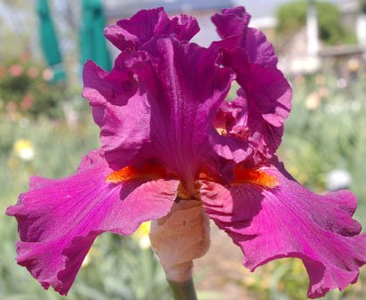 Mulberry Echo - fragrant reblooming tall bearded Iris
