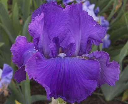 Mulberry Memories - reblooming tall bearded Iris