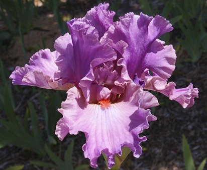 Muse's Fire - fragrant tall bearded Iris