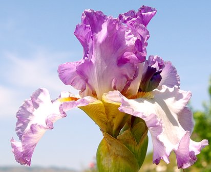 My Forte - fragrant tall bearded Iris