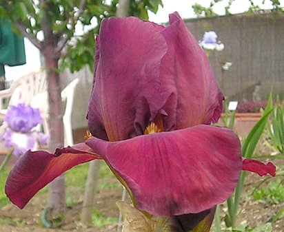 My Friend Jonathan - reblooming tall bearded Iris