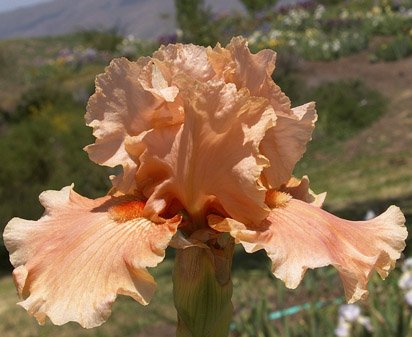 My Jodie - tall bearded Iris