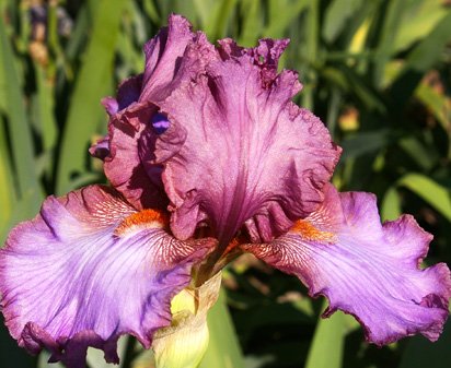 My Mauve - tall bearded Iris