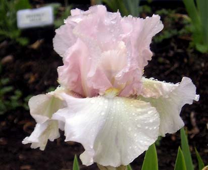 Mystery Blush - fragrant reblooming tall bearded Iris