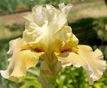 Mystic Dragon - fragrant tall bearded Iris