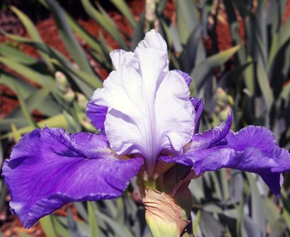 Mystic Lover - fragrant tall bearded Iris