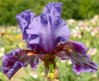 Mystic Magic - tall bearded Iris