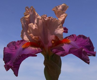 Mystic Rites - fragrant tall bearded Iris