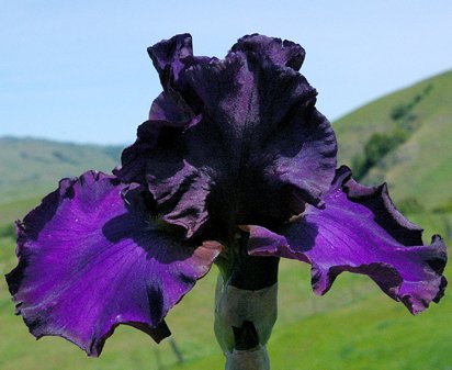 Mystic Warrior - tall bearded Iris