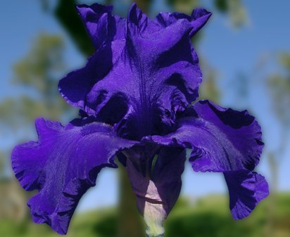 Navy Blues - tall bearded Iris