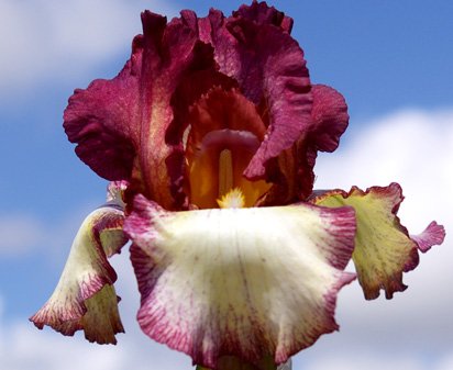 Needlepoint - tall bearded Iris