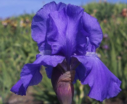 Negotiator - tall bearded Iris