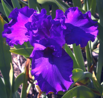 Neil Diamond - fragrant tall bearded Iris
