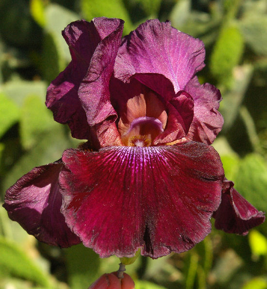 Neon Cowboy - tall bearded Iris