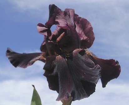 New Centurion - tall bearded Iris