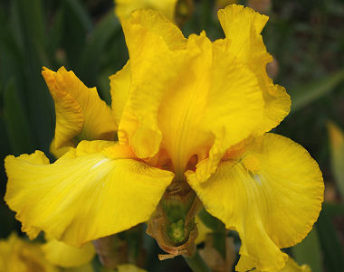 New Moon - tall bearded Iris
