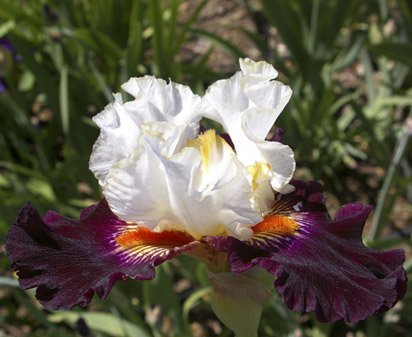 Next Millennium - tall bearded Iris