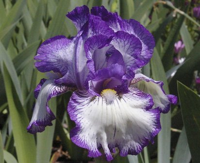 Next In Line - fragrant reblooming tall bearded Iris