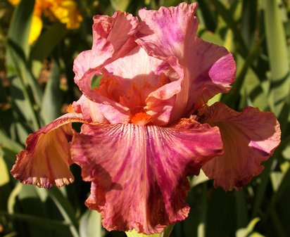 Nigerian Raspberry - tall bearded Iris