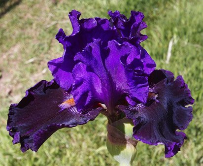 Night Attack - tall bearded Iris