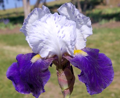 Night Edition - tall bearded Iris