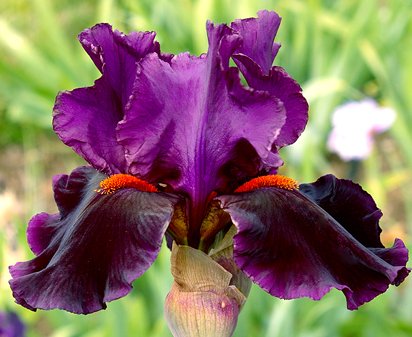 Night Game - fragrant tall bearded Iris