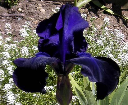 Night Owl - tall bearded Iris